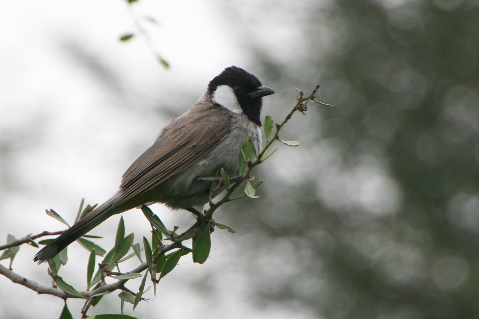 Aravalli Biodiversity park new delhi, anand foundation